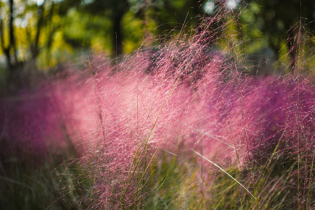 Close-up of pink muhly grass illuminated by sunlight, capturing seasonal beauty.