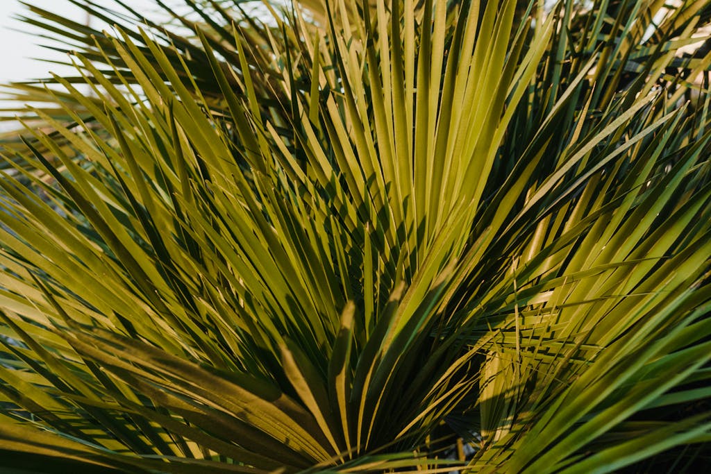Detailed close-up of green palm fronds basking in natural sunlight, showcasing texture and color.